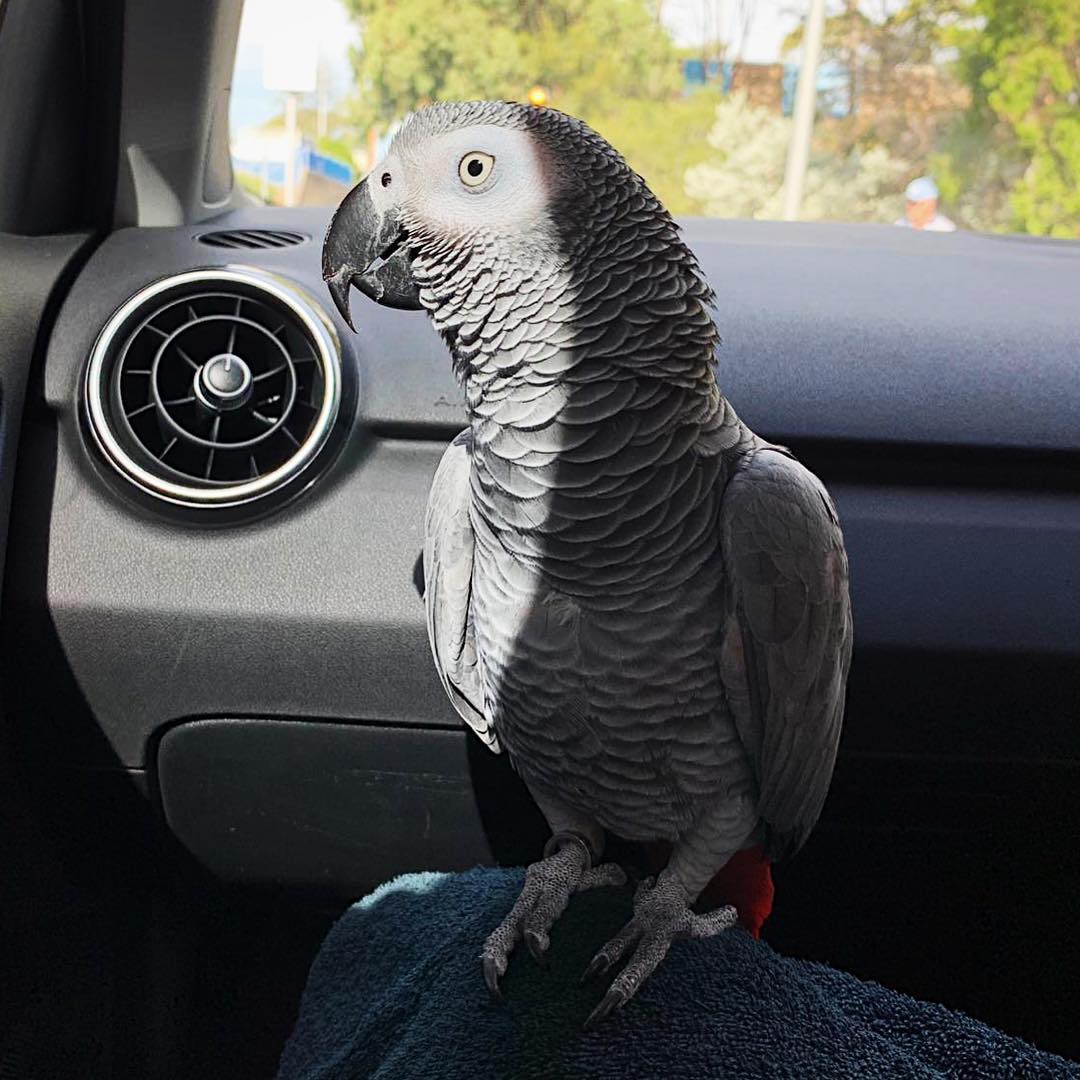 for sale african grey
