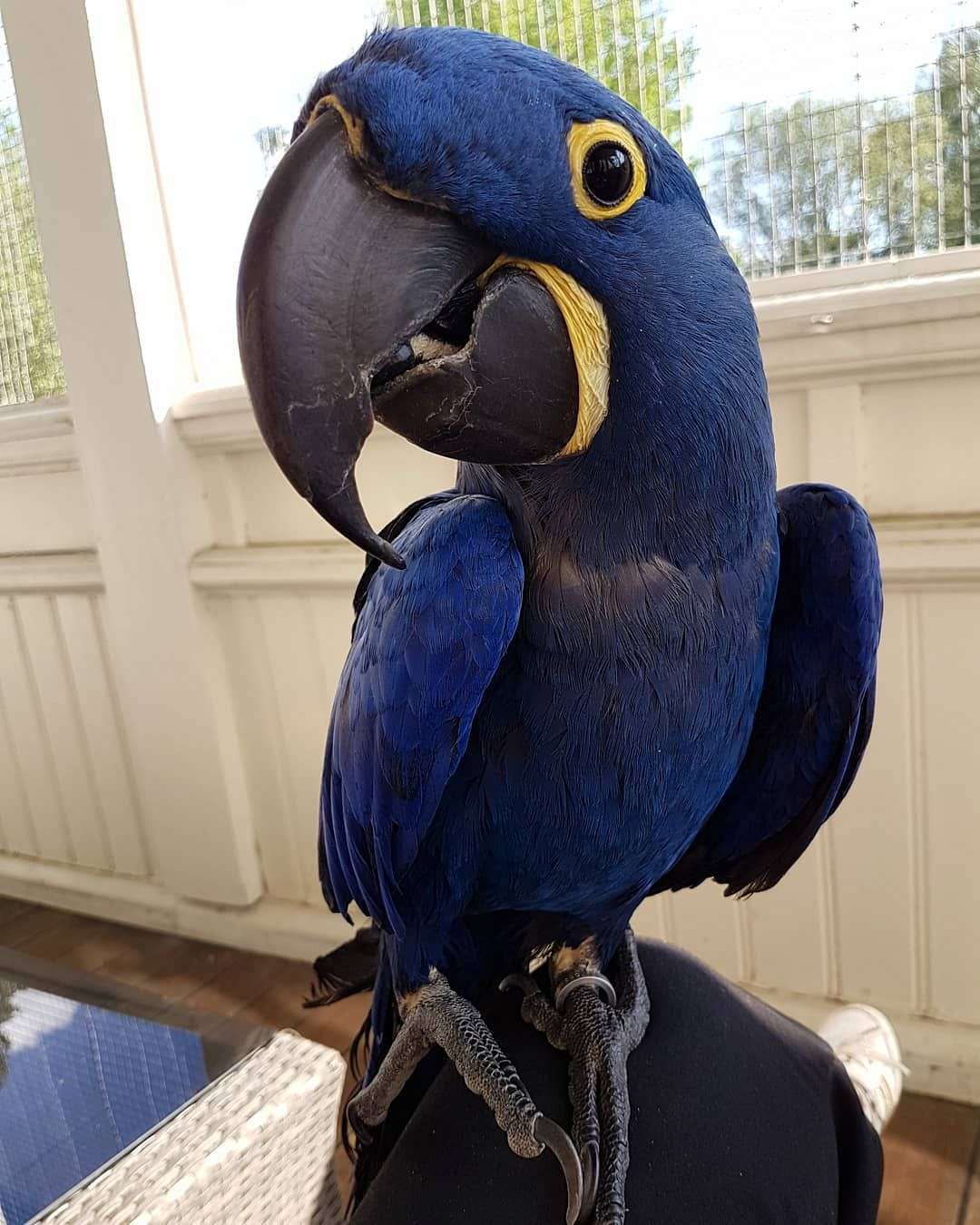 Adorable Hyacinth Macaws For Sale – Terry's Parrot Farm