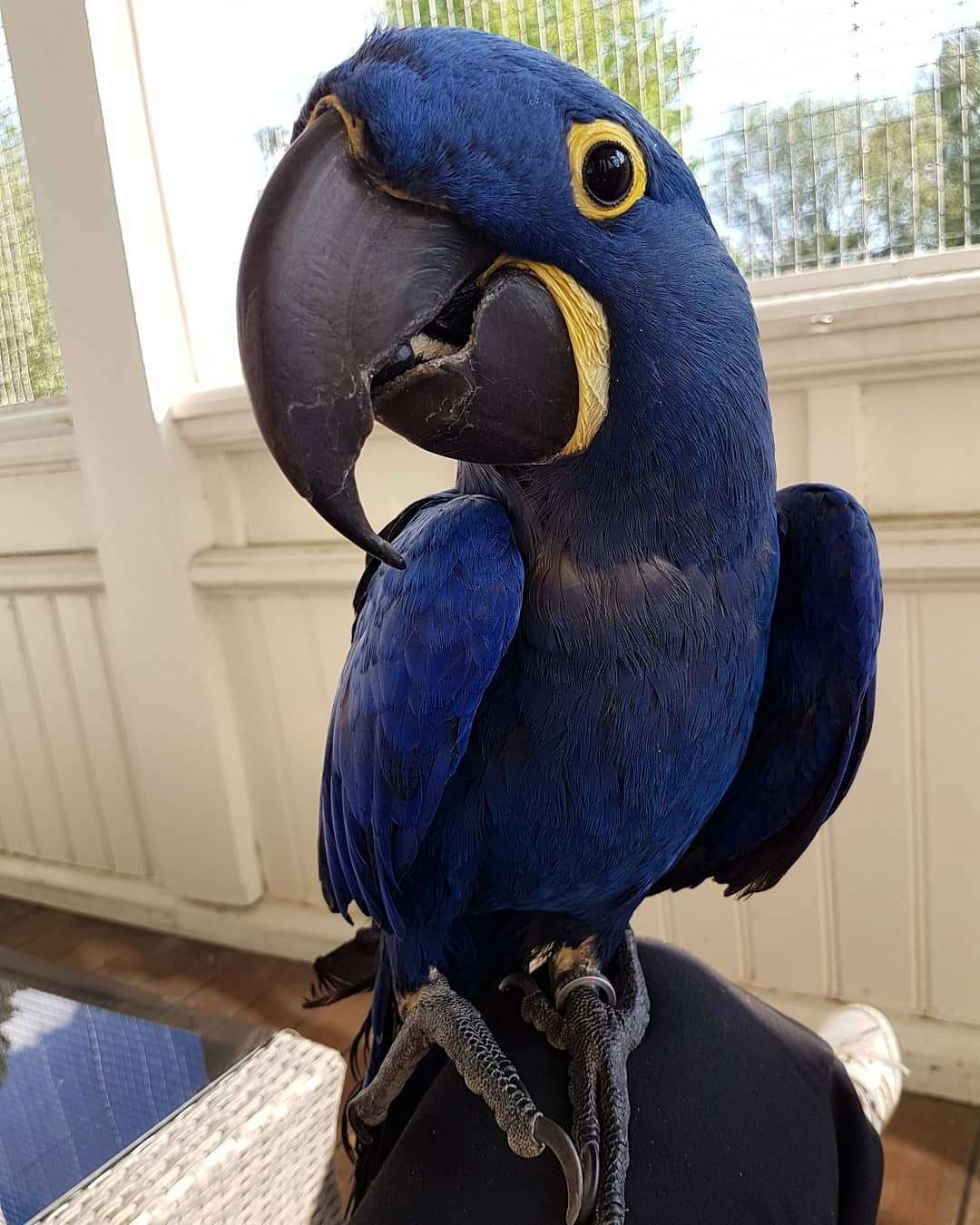 adorable-hyacinth-macaws-for-sale-terry-s-parrot-farm