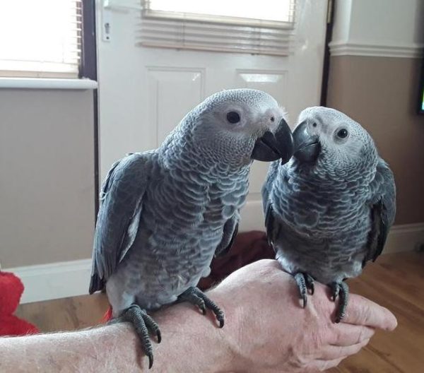 Baby Congo African Grey For Sale
