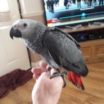 Baby Congo African Grey For Sale