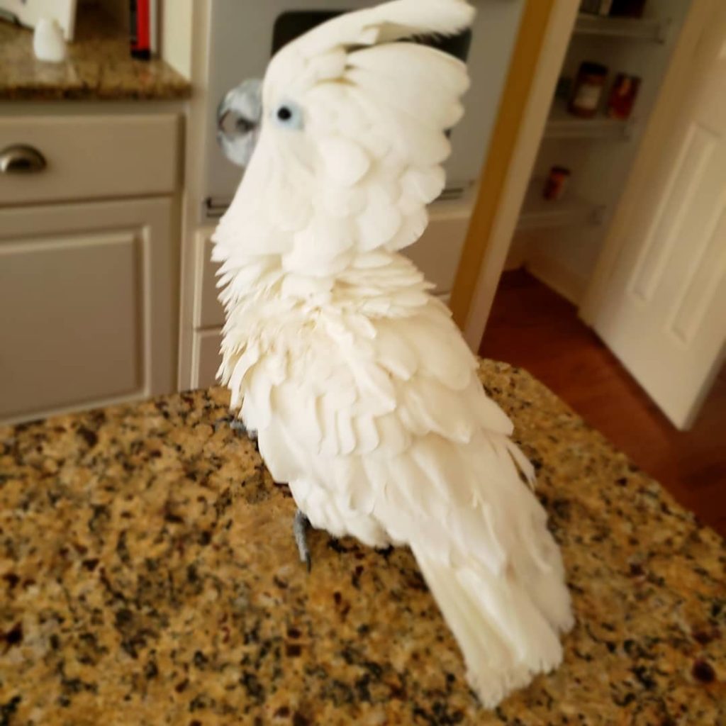 bare eyed cockatoo personality