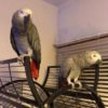 Beautiful Pair of Young African Greys For Sale