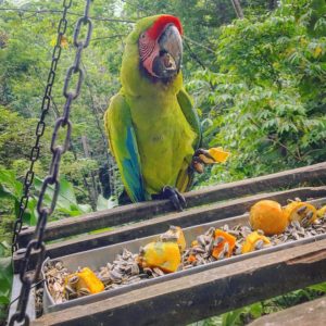 Buffon/Great Green Macaws For Sale
