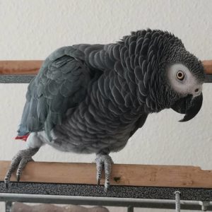 Congo African Grey For Sale