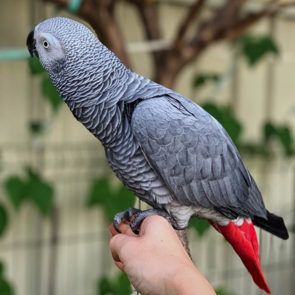 Congo African Grey For Sale....