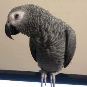Congo African Grey For Sale