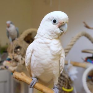 Goffin’s Cockatoos ( Tanimbar Corella ) For Sale