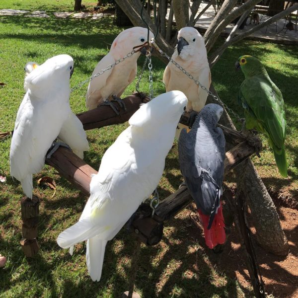 Goffin's Cockatoos ( Tanimbar Corella ) For Sale