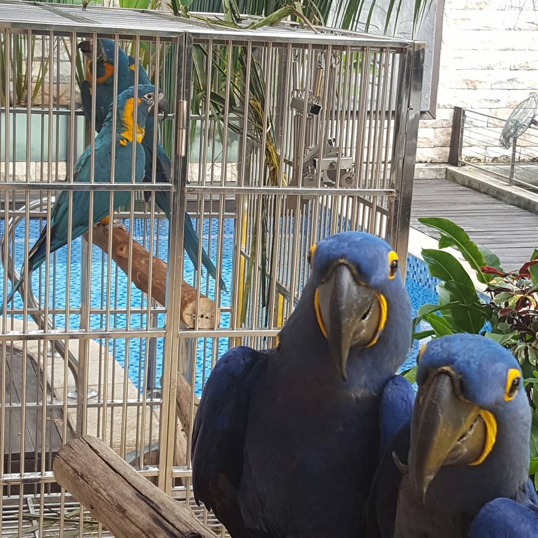 Adorable Hyacinth Macaws For Sale