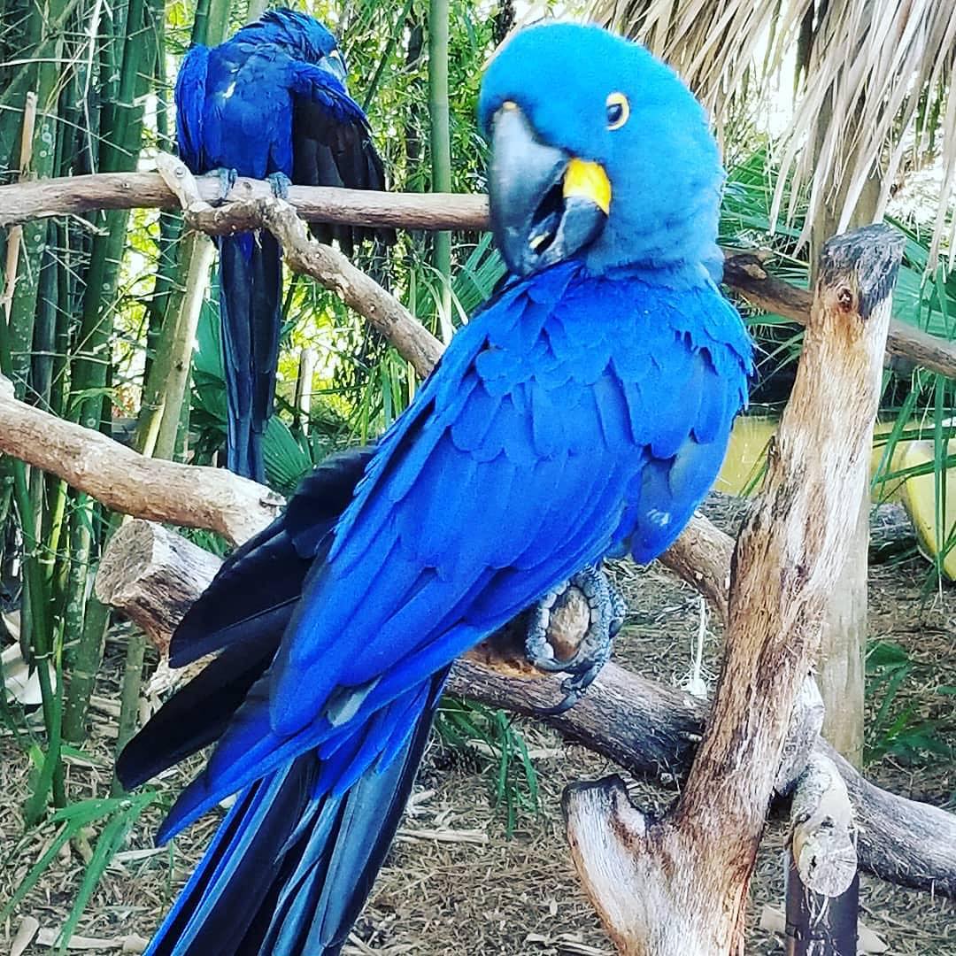 Adorable Hyacinth Macaws For Sale | Terry's Parrot Farm