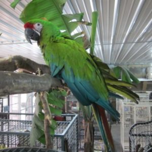 Playful Military Macaws For Sale