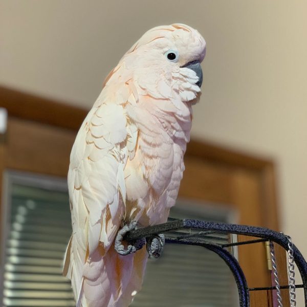 cockatoo bird for sale in lexington nc