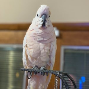 Moluccan Cockatoos ( Salmon Crested Cockatoos ) For Sale
