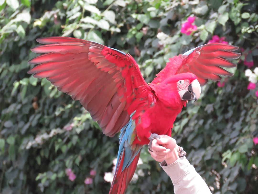 Green-Wing (Red And Green) Macaws For Sale | Terry's Parrot Farm