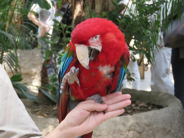 Green-Wing (Red And Green) Macaws For Sale