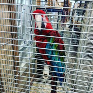 Green-Wing (Red And Green) Macaws For Sale