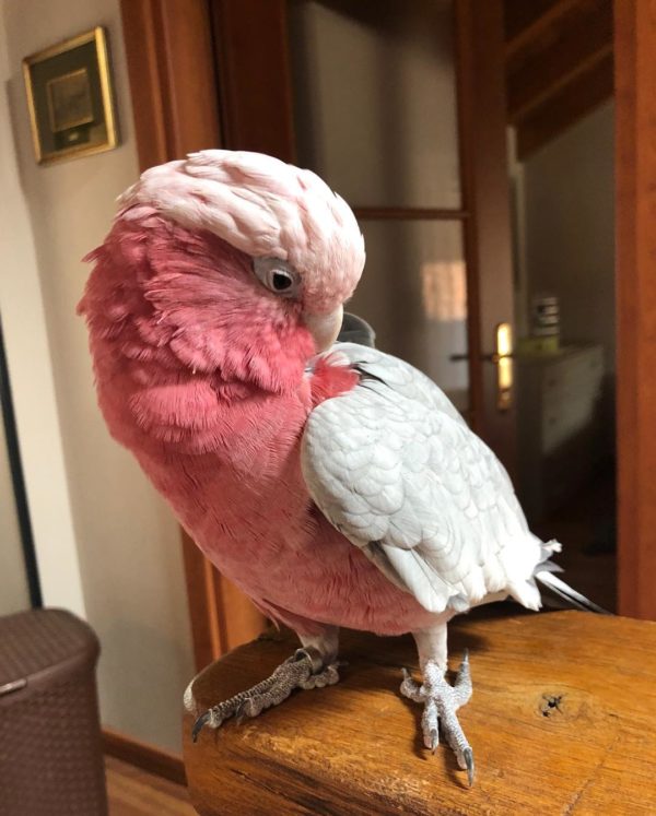 Rose-Breasted Cockatoo (Galah) Cockatoo For Sale