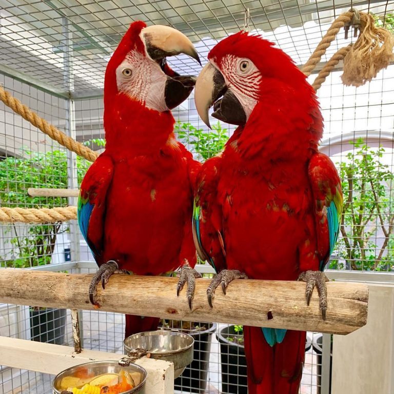 Buffon/Great Green Macaws For Sale | Terry's Parrot Farm