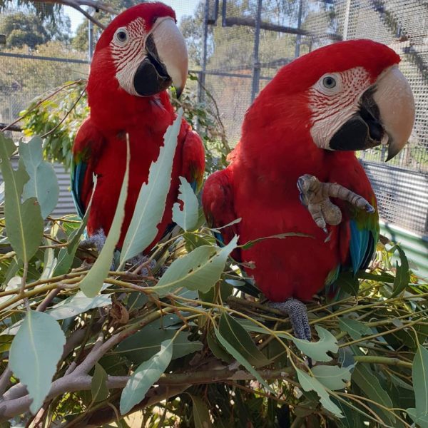 Scarlet Macaws For Sale