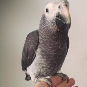Timneh African Grey For Sale