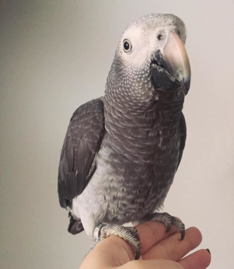 Timneh African Grey For Sale | Terry's Parrot Farm