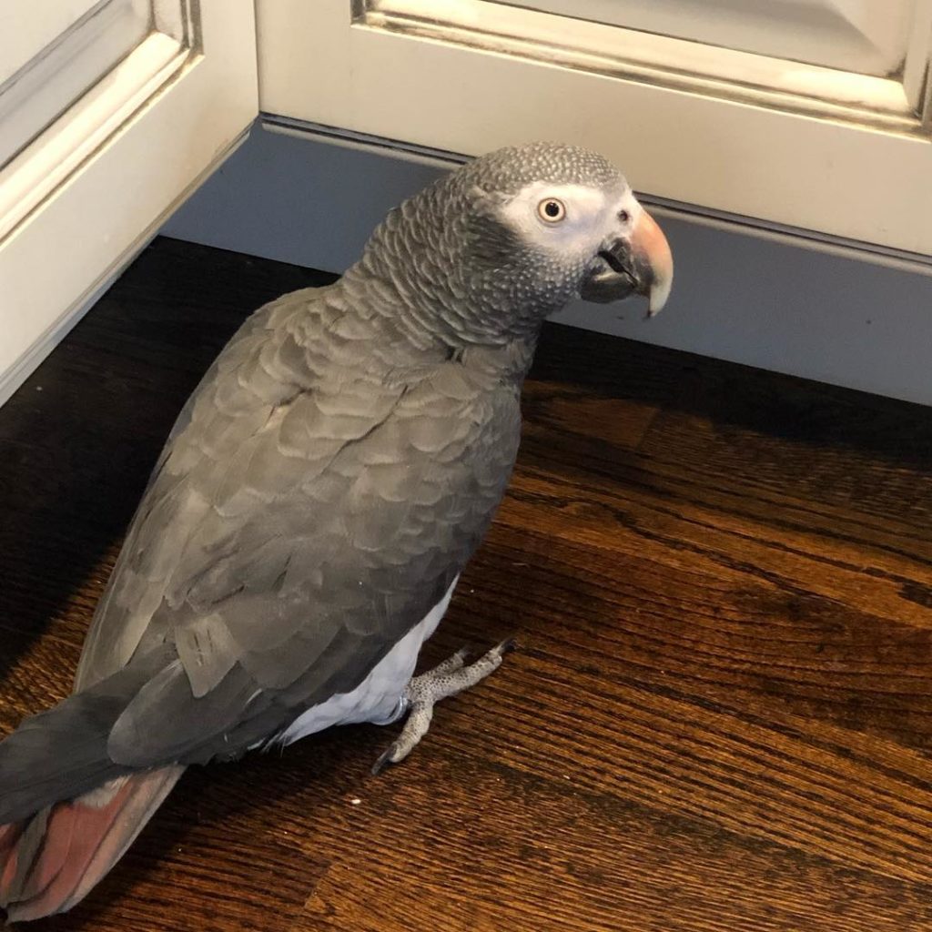 Timneh African Grey For Sale | Terrys Parrot Farm