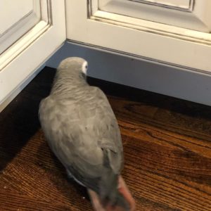 Timneh African Grey For Sale