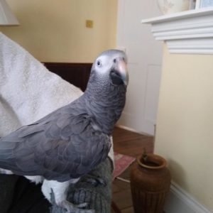 Admirable Timneh African Grey For Sale