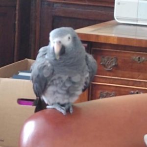 Admirable Timneh African Grey For Sale