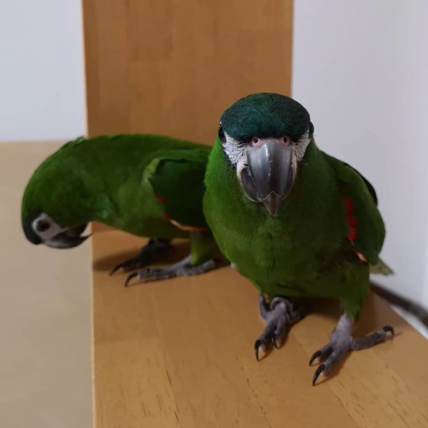 hahns macaw for sale.