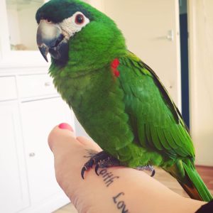 Hahns Macaws For Sale