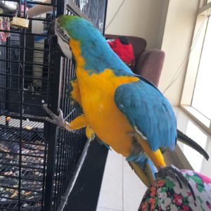 Blue And Gold Macaw Offer