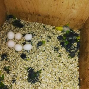 Fertile Cockatoo Parrot eggs For sale