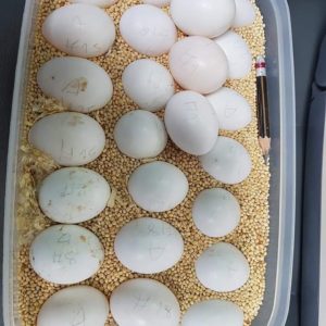 Macaw Parrot Eggs Available