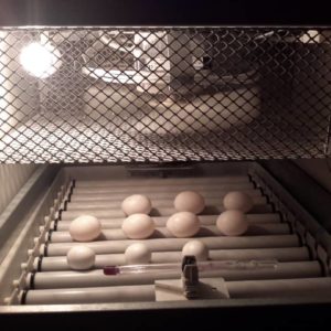 African Grey Parrot Eggs