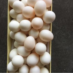 Fertile Parrot Eggs Wholesale