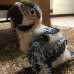 Baby Blue and Gold Macaw For Sale