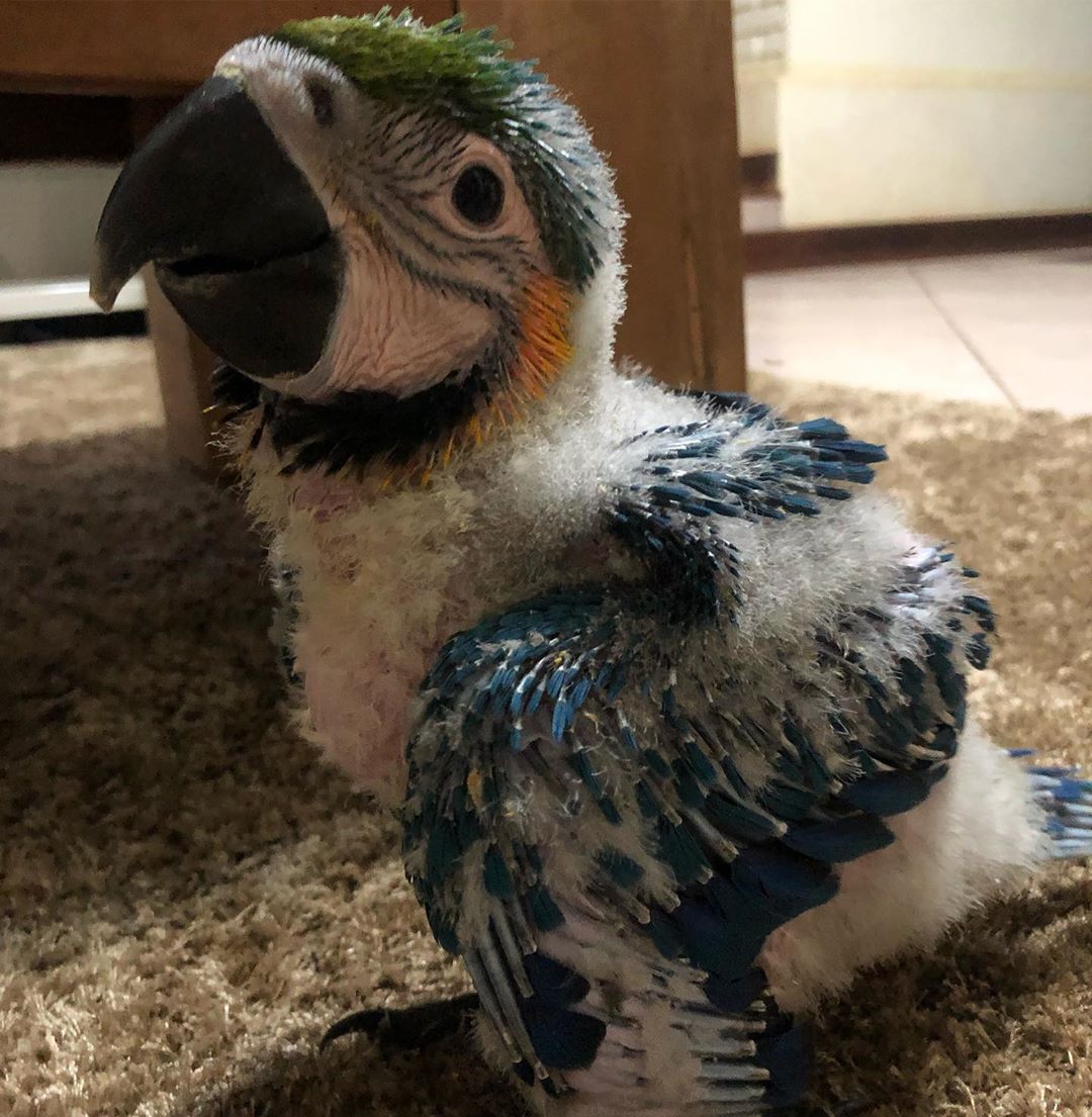 Baby Blue And Gold Macaw For Sale Terry S Parrot Farm   Blue And Gold. 