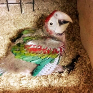 Baby Parrots For sale