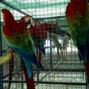 Green-Wing Macaws For Sale