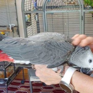 Tamed African Grey For Sale