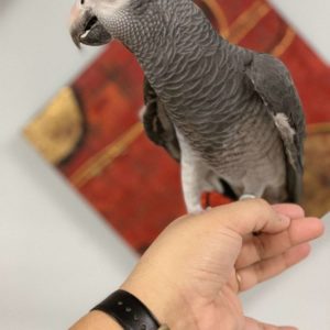 Lovely African Grey For Sale