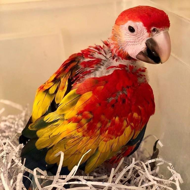 Baby Scarlet Macaw For Sale Terry's Parrot Farm