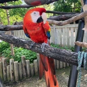 Cute Scarlet Macaws For Sale