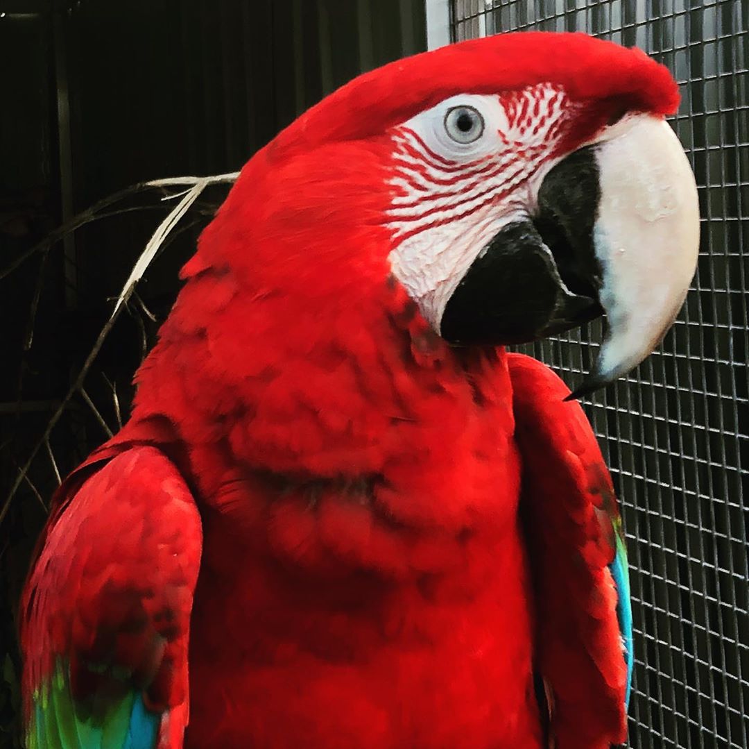 Cute Scarlet Macaws For Sale | Terry's Parrot Farm