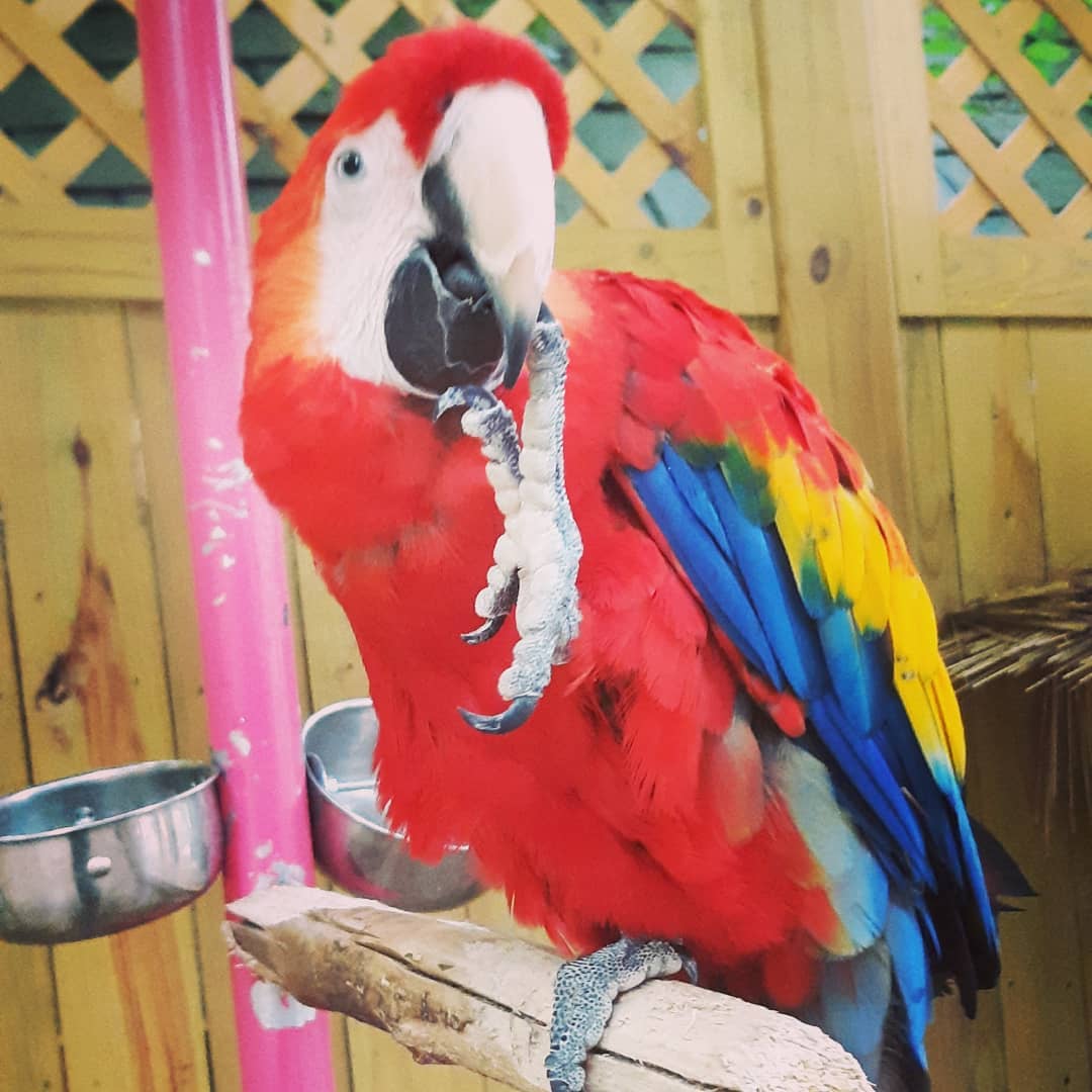 Cute Scarlet Macaws For Sale | Terrys Parrot Farm